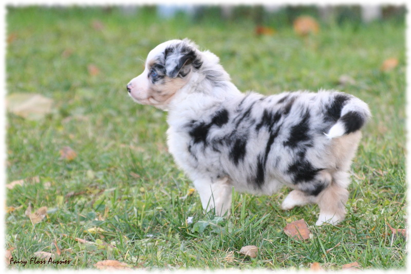 Mini Aussie Welpen