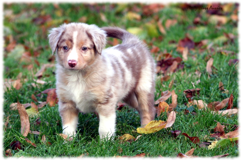 Mini Aussie Welpen