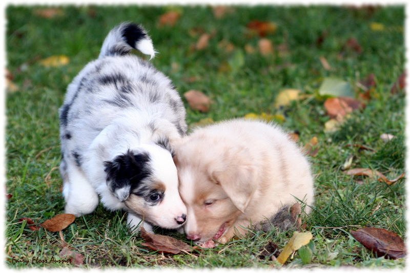 Mini Aussie Welpen