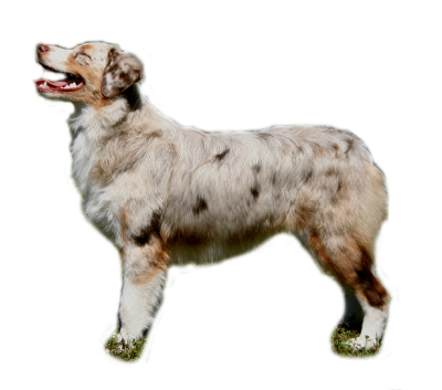 Red Merle