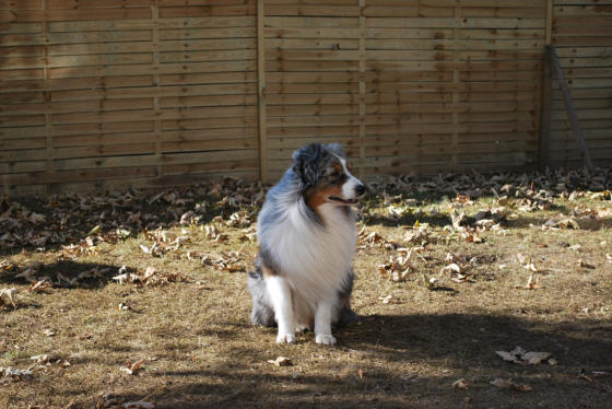 CH Energie's From Zero To Hero - Mini Aussie Blue Merle Deckrüde