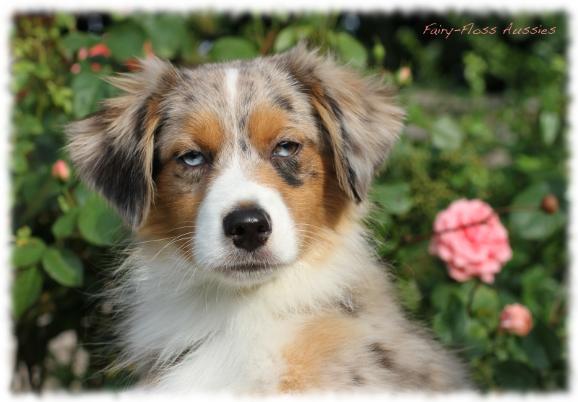 Blue Merle Mini Aussie Deckrüde Blue Merle Mini Aussie - Deckrüde