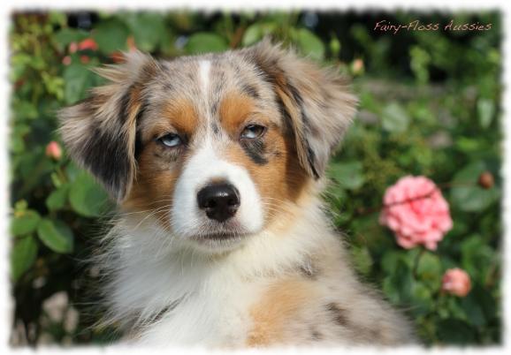 Blue Merle Mini Aussie - Deckrüde