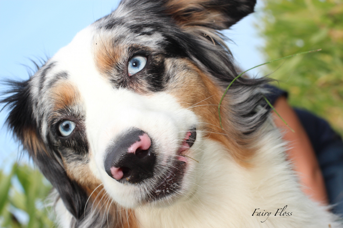 blue merle Mini Aussie mit blauen Augen