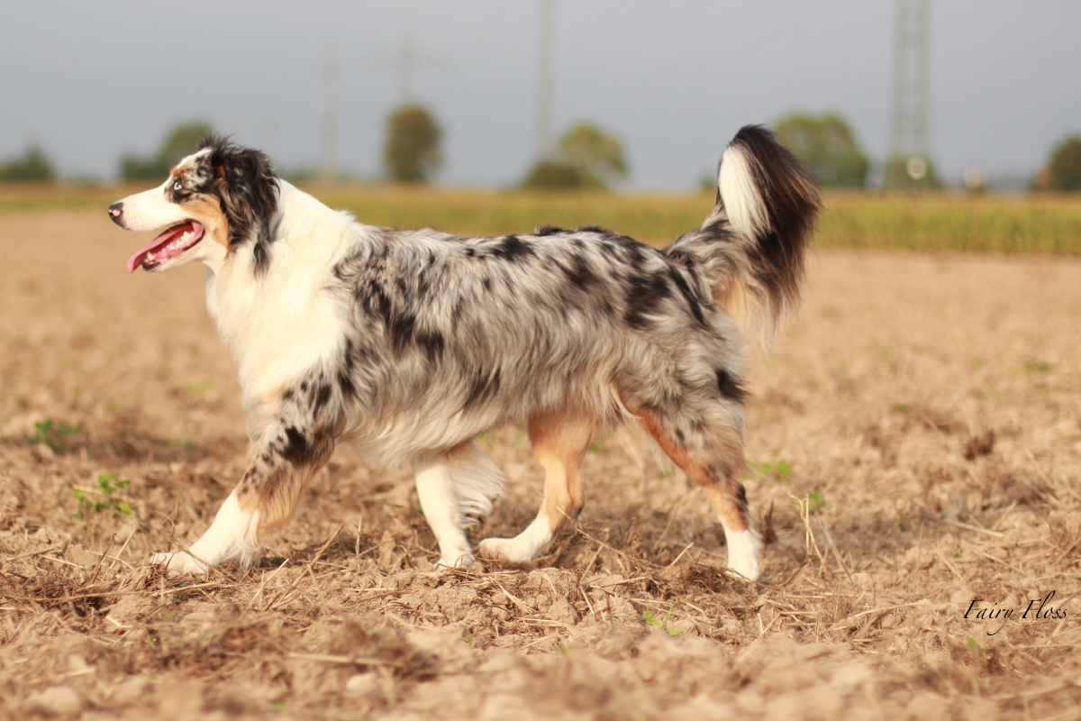 blue merle Mini Aussie - trab