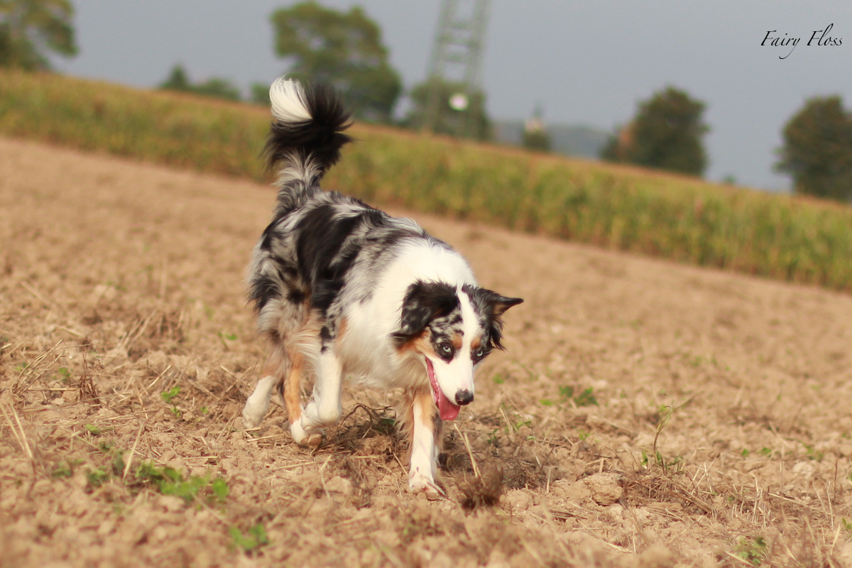 blue merle Mini Aussie mit blauen Augen