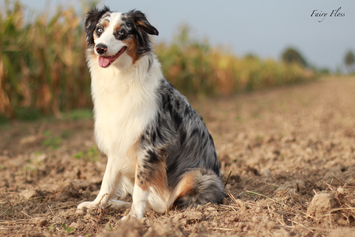 blue merle Mini Aussie mit blauen Augen