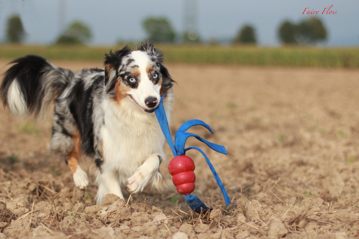 blue merle Mini Aussie beim Spielen