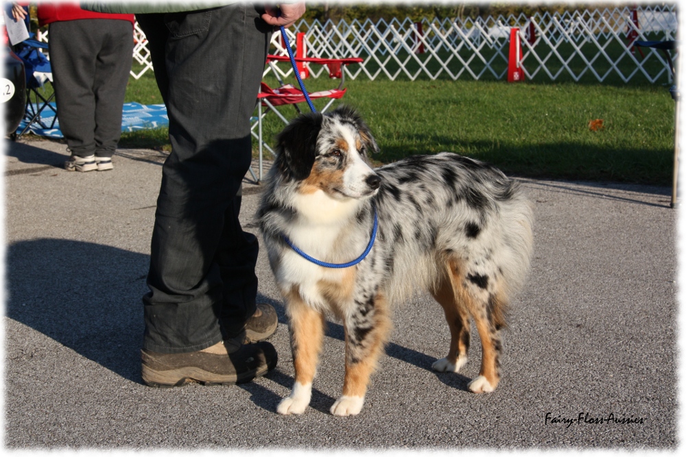 Mini Aussie Nationals