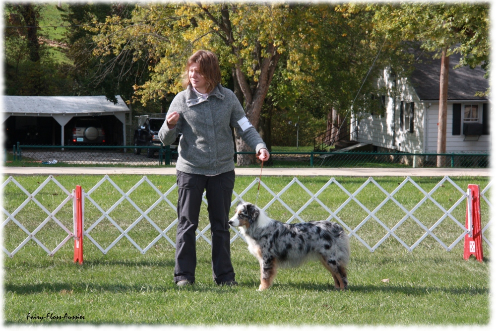 Mini Aussie Nationals Mini Aussie Nationals