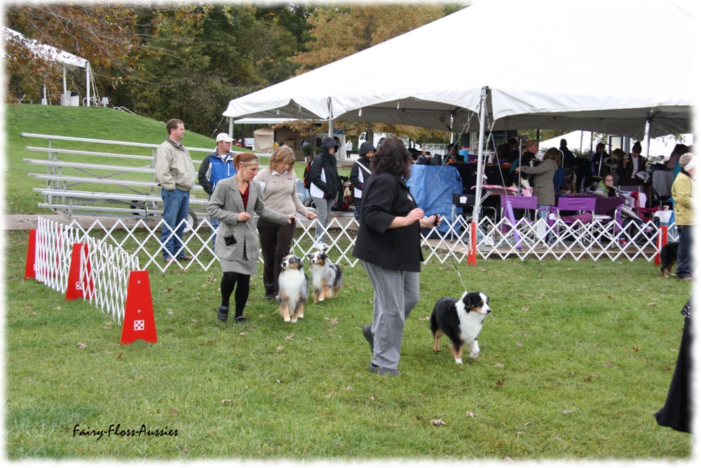 Mini Aussie Nationals