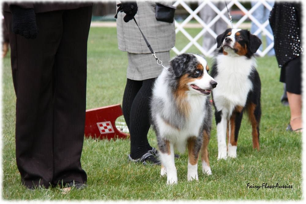 Mini Aussie Nationals Mini Aussie Nationals