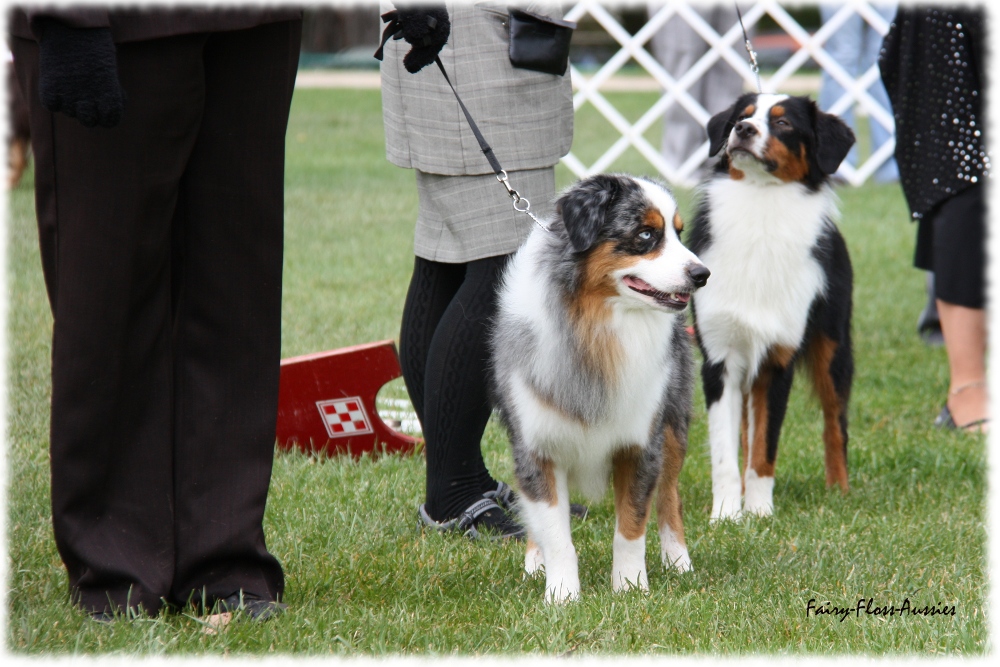 Mini Aussie Nationals