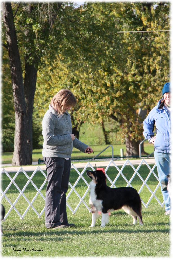 Mini Aussie Nationals Mini Aussie Nationals