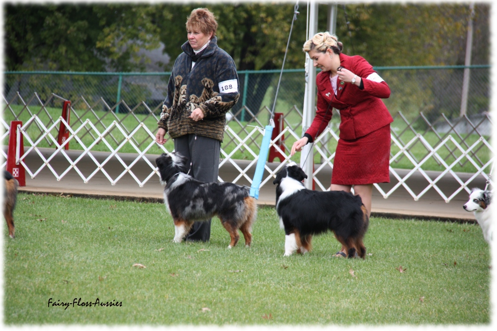 Mini Aussie Nationals