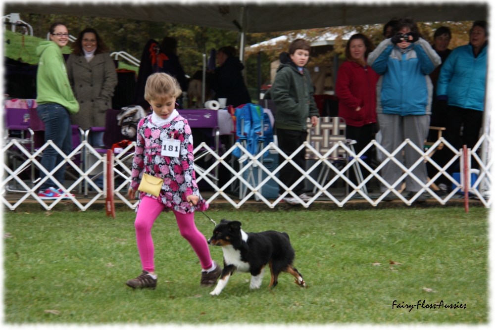 Mini Aussie Nationals