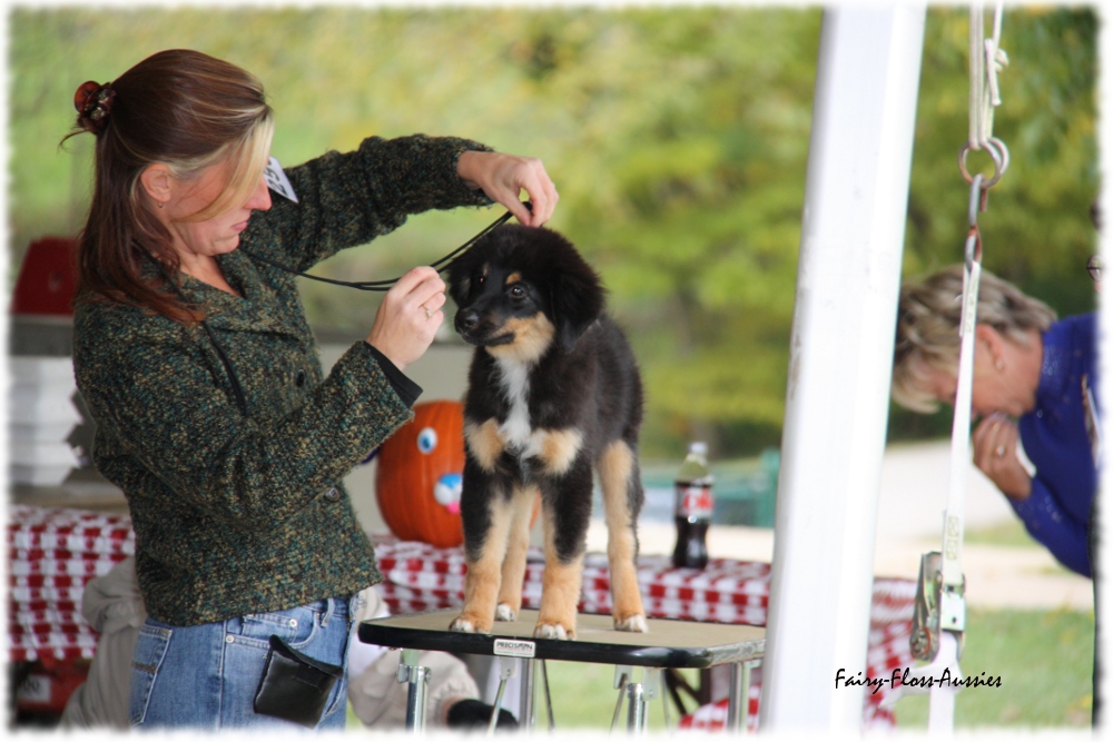 Mini Aussie Nationals Mini Aussie Nationals