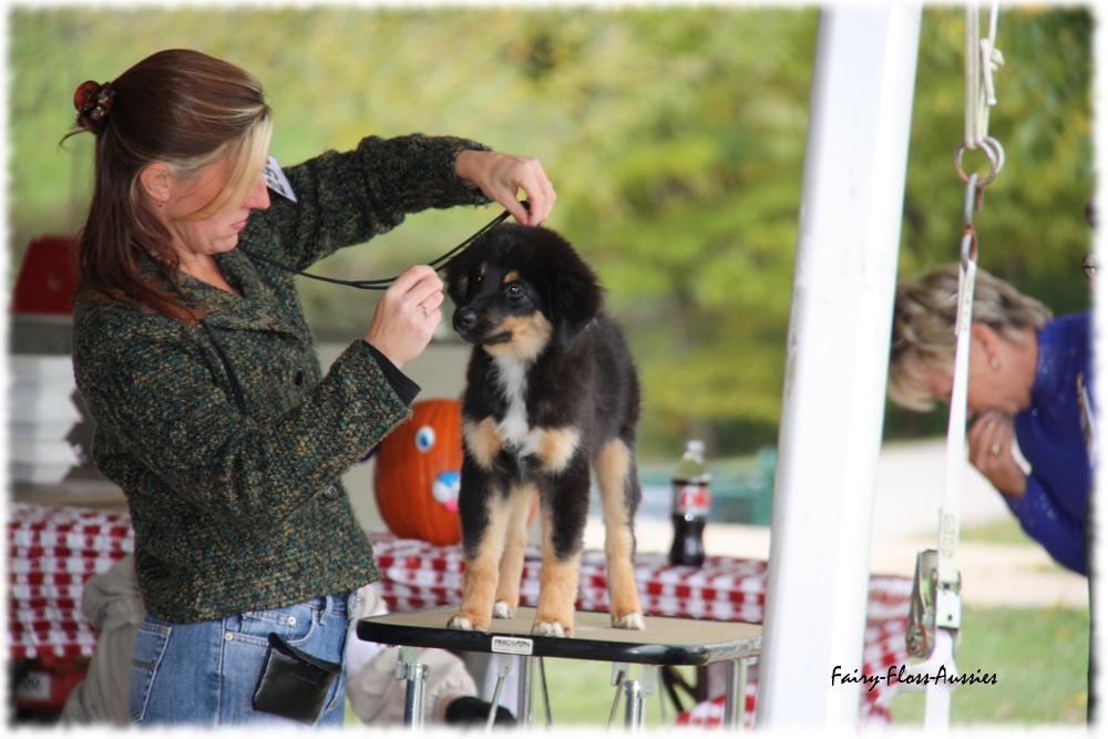 Mini Aussie Nationals