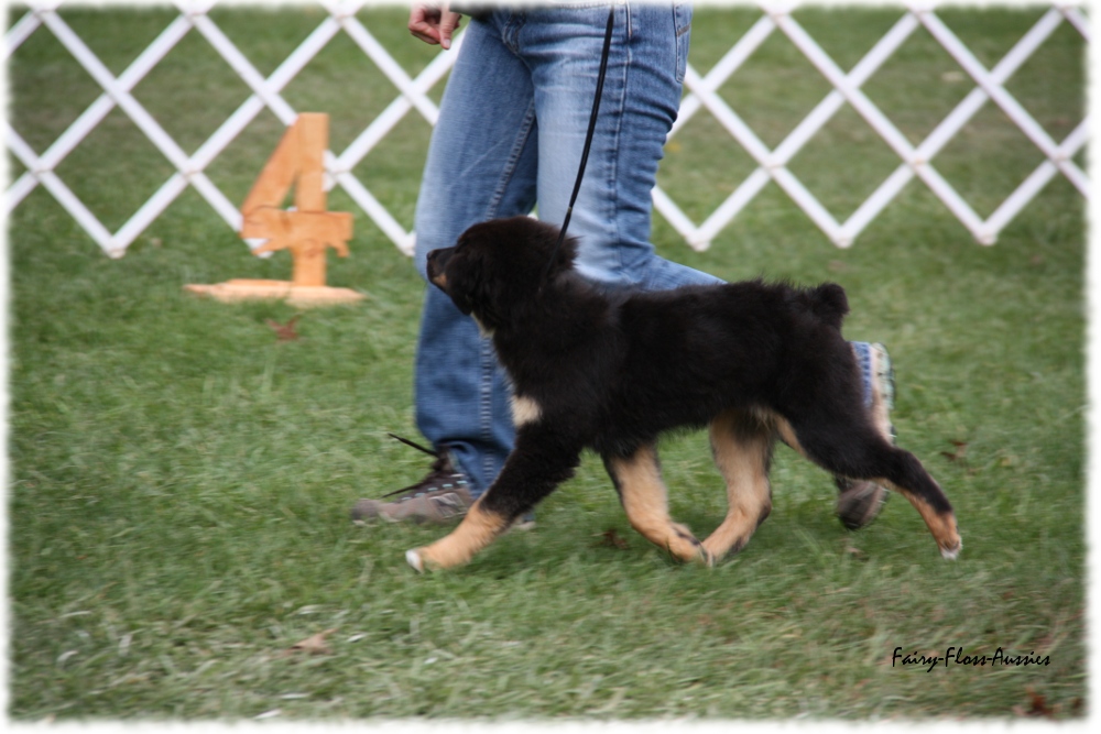 Mini Aussie Nationals