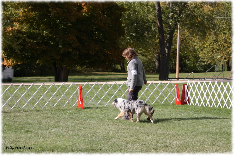 Mini Aussie Nationals Mini Aussie Nationals