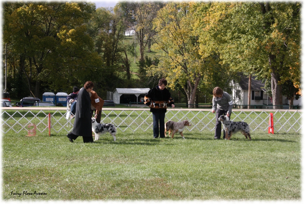 Mini Aussie Nationals