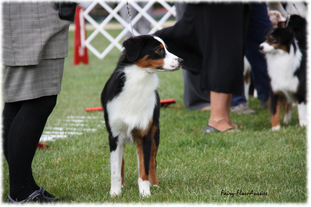 Mini Aussie Nationals