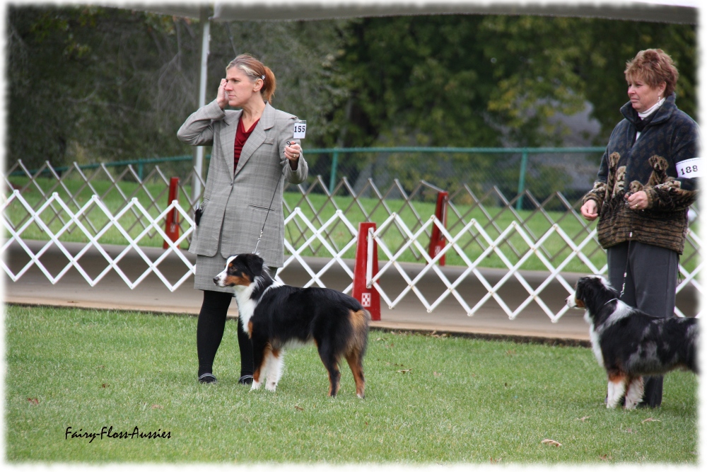 Mini Aussie Nationals Mini Aussie Nationals