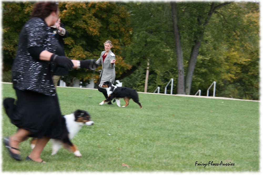 Mini Aussie Nationals