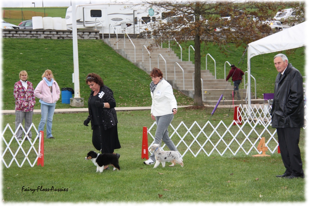 Mini Aussie Nationals Mini Aussie Nationals