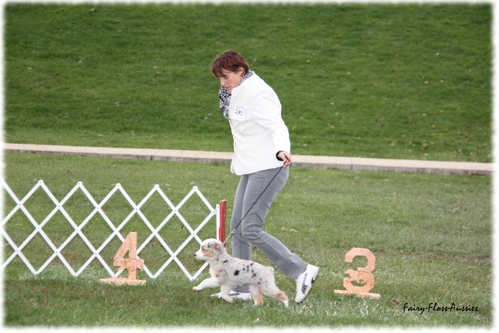 Mini Aussie Nationals Mini Aussie Nationals