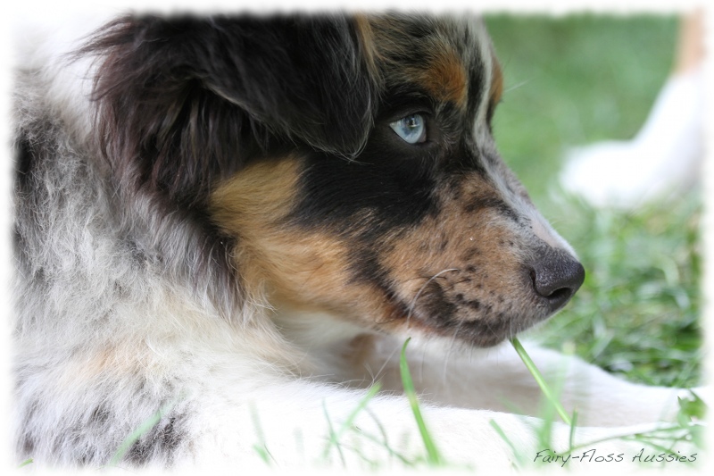 Mini Aussie Bilder - Ostern 2011