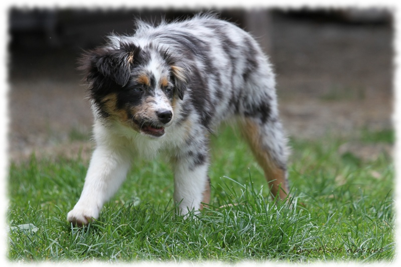 Mini Aussie Bilder - Ostern 2011