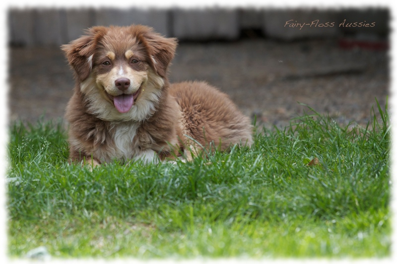 Mini Aussie Bilder - Ostern 2011