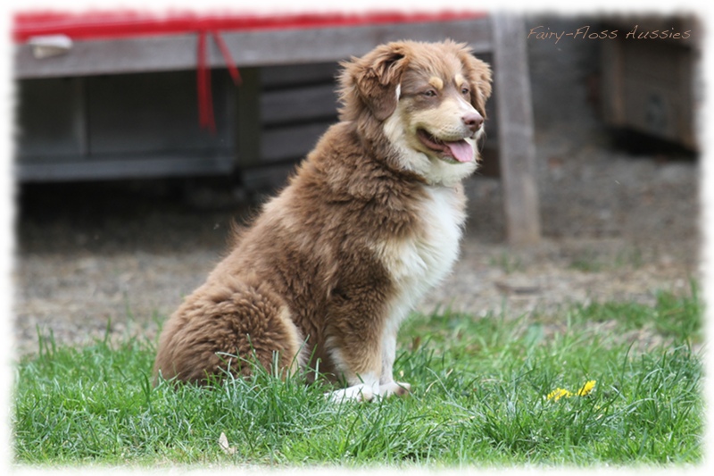 Mini Aussie Bilder - Ostern 2011