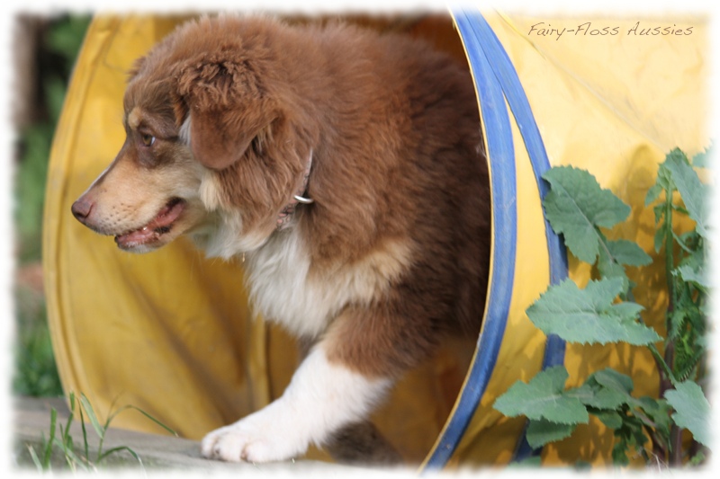 Mini Aussie Bilder - Ostern 2011