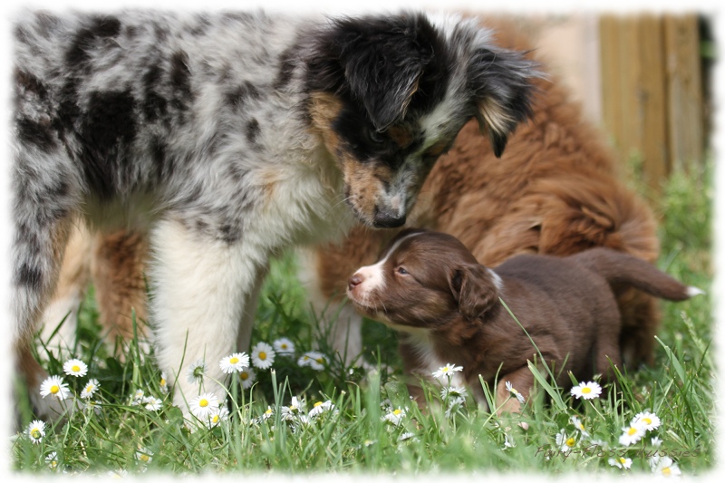 Mini Aussie Bilder - Ostern 2011