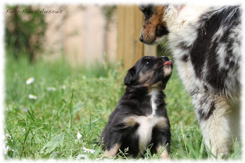 Mini Aussie Bilder - Ostern 2011