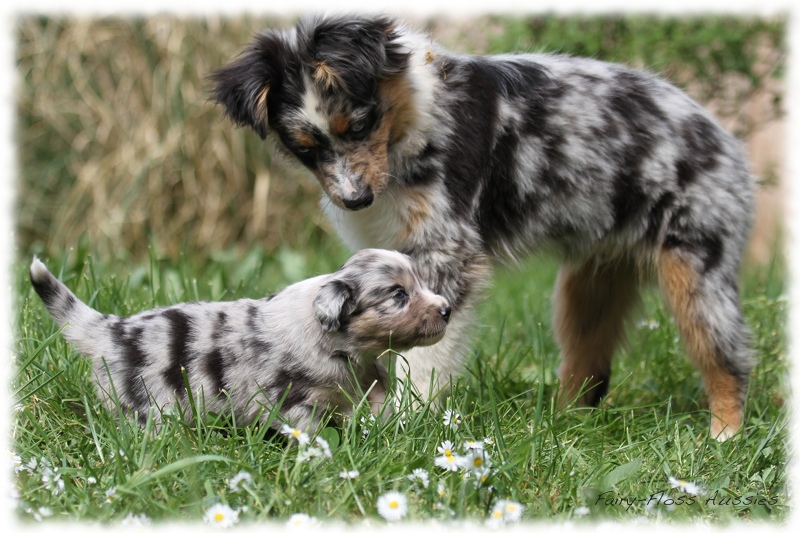 Mini Aussie Bilder - Ostern 2011