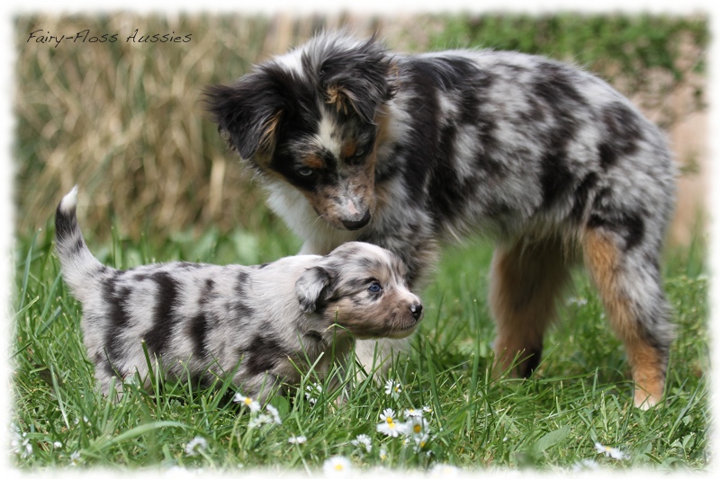 Mini Aussie Bilder - Ostern 2011