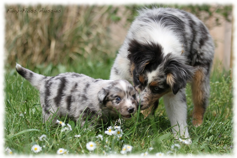 Mini Aussie Bilder - Ostern 2011