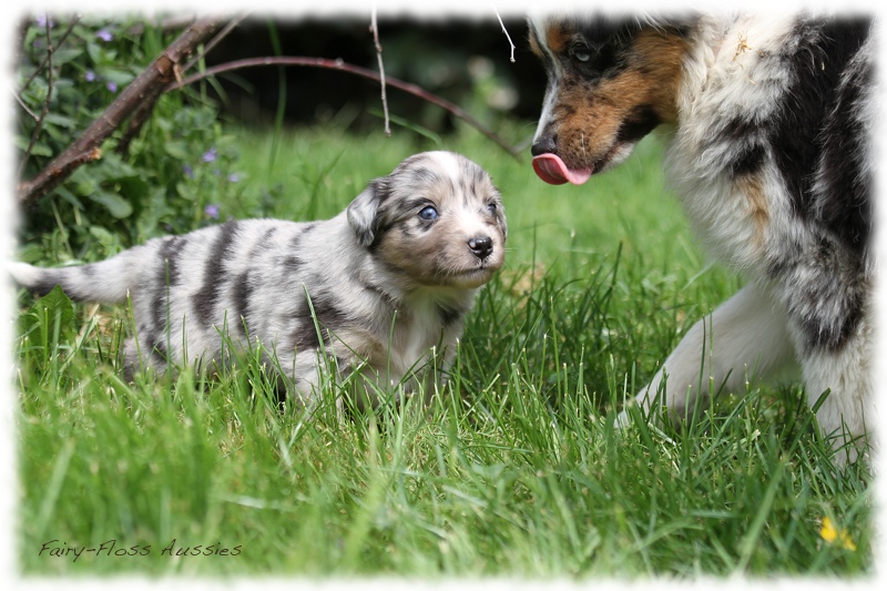 Mini Aussie Bilder - Ostern 2011