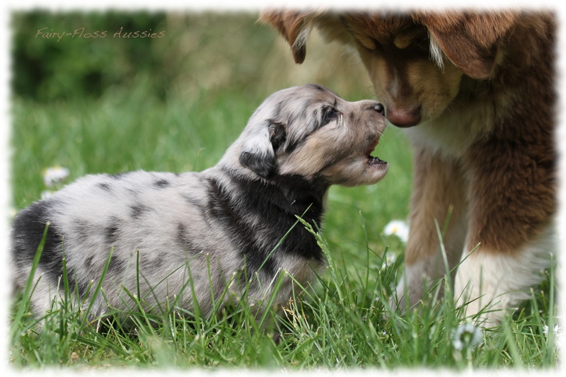 Mini Aussie Bilder - Ostern 2011