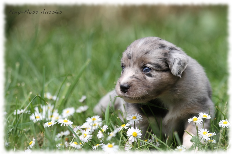 Mini Aussie Bilder - Ostern 2011