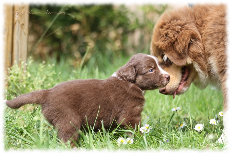 Mini Aussie Bilder - Ostern 2011