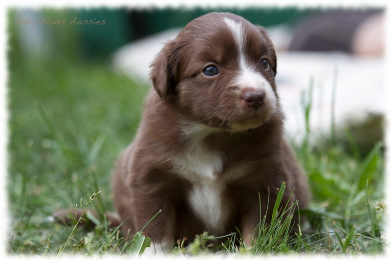 Mini Aussie Bilder - Ostern 2011