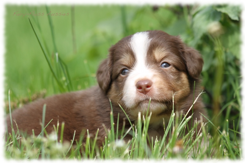 Mini Aussie Bilder - Ostern 2011