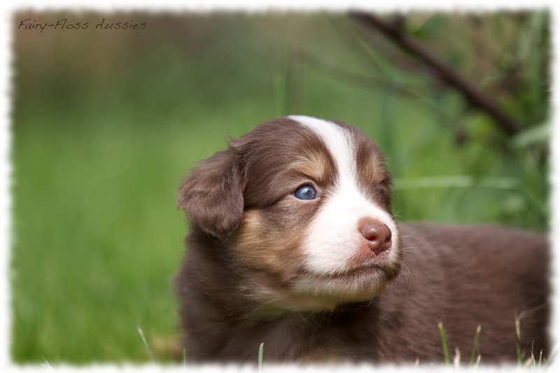 Mini Aussie Bilder - Ostern 2011