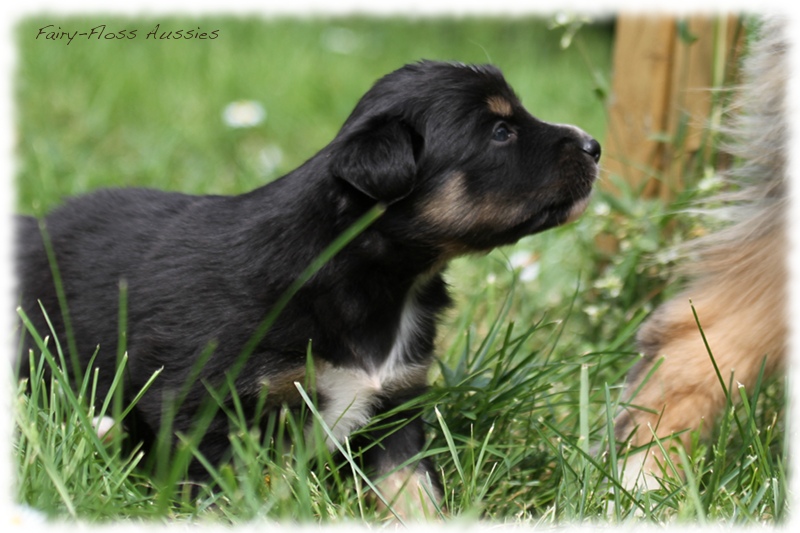 Mini Aussie Bilder - Ostern 2011