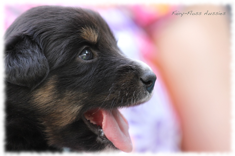 Mini Aussie Bilder - Ostern 2011