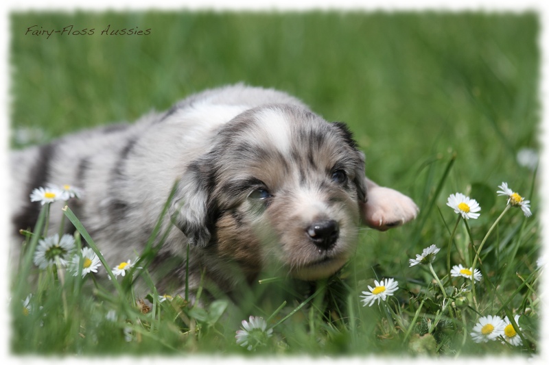 Mini Aussie Bilder - Ostern 2011